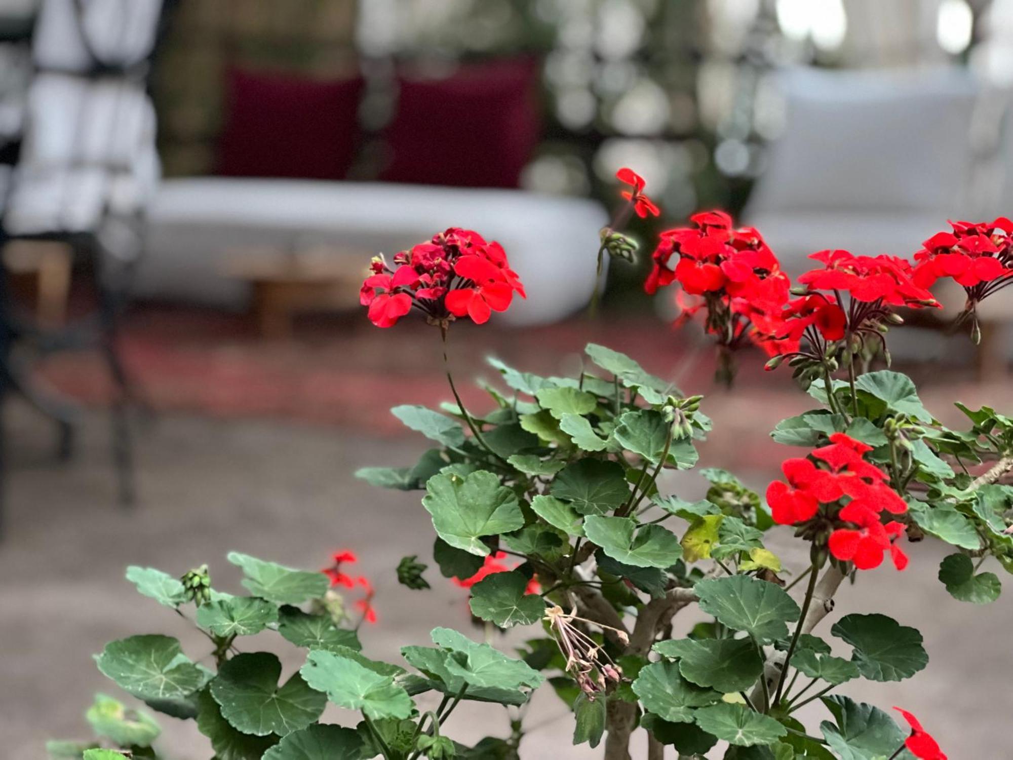 Dar Tadout Guest House Ait Ourir Exterior photo